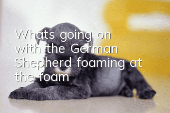 What's going on with the German Shepherd foaming at the foam?