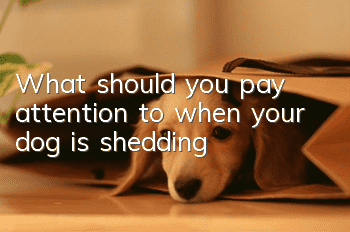 What should you pay attention to when your dog is shedding?