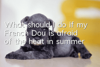 What should I do if my French Dou is afraid of the heat in summer?