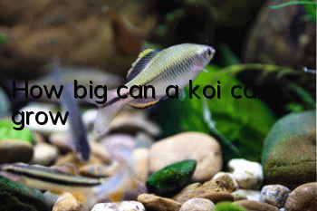 How big can a koi carp grow?