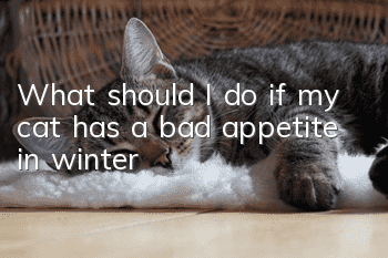 What should I do if my cat has a bad appetite in winter?