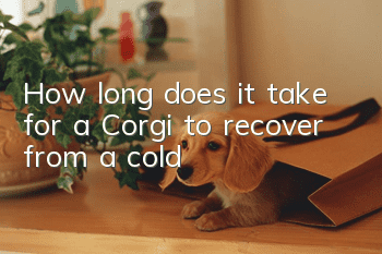 How long does it take for a Corgi to recover from a cold?