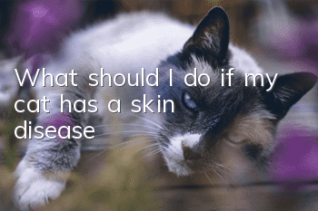 What should I do if my cat has a skin disease?