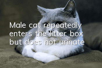 Male cat repeatedly enters the litter box but does not urinate