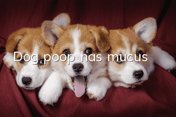 Dog poop has mucus