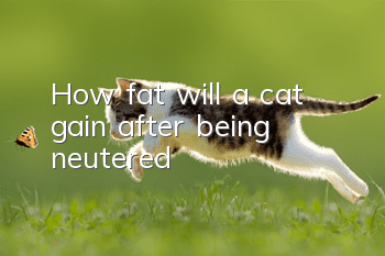 How fat will a cat gain after being neutered?