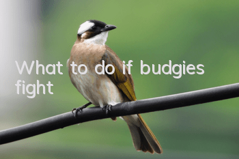 What to do if budgies fight