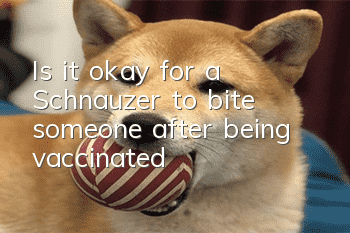 Is it okay for a Schnauzer to bite someone after being vaccinated?
