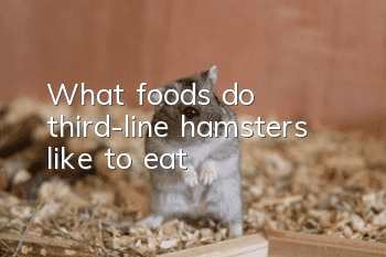 What foods do third-line hamsters like to eat?