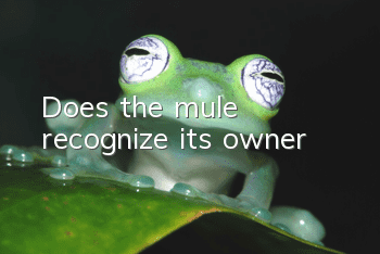 Does the mule recognize its owner?