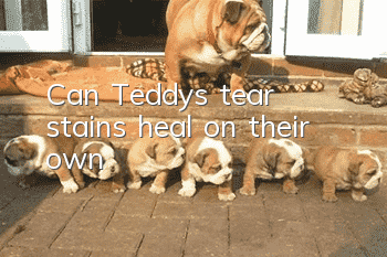 Can Teddy's tear stains heal on their own?