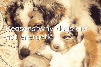 Reasons why dogs are not energetic