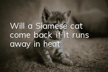 Will a Siamese cat come back if it runs away in heat?