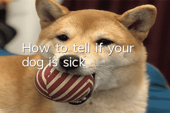 How to tell if your dog is sick