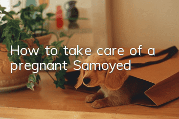 How to take care of a pregnant Samoyed