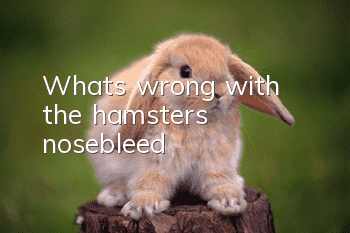 What's wrong with the hamster's nosebleed?