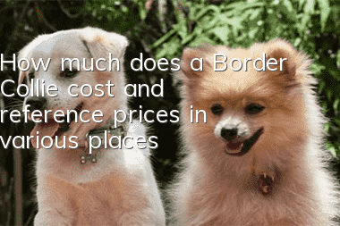 How much does a Border Collie cost and reference prices in various places