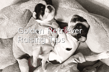 Golden Retriever Raising Tips