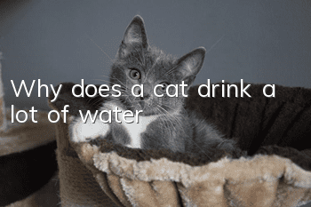 Why does a cat drink a lot of water?