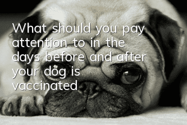 What should you pay attention to in the days before and after your dog is vaccinated?