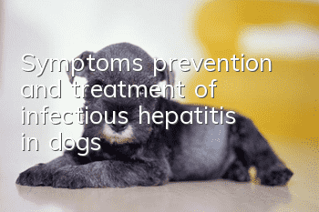 Symptoms, prevention and treatment of infectious hepatitis in dogs