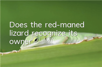 Does the red-maned lizard recognize its owner?