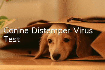 Canine Distemper Virus Test