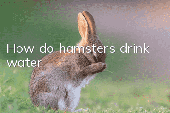 How do hamsters drink water?