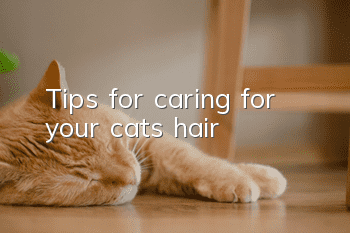 Tips for caring for your cat’s hair