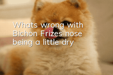 What’s wrong with Bichon Frize’s nose being a little dry?