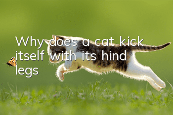Why does a cat kick itself with its hind legs?