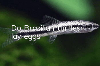 Do Brazilian turtles lay eggs?
