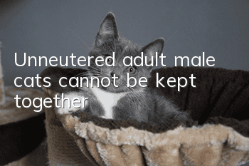 Unneutered adult male cats cannot be kept together