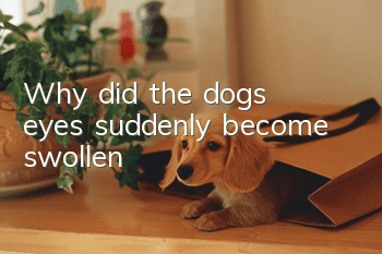 Why did the dog's eyes suddenly become swollen?