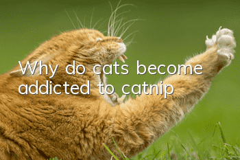 Why do cats become addicted to catnip?
