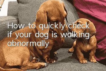 How to quickly check if your dog is walking abnormally