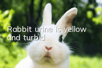 Rabbit urine is yellow and turbid