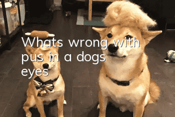 What's wrong with pus in a dog's eyes?