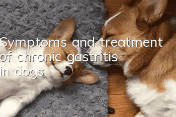 Symptoms and treatment of chronic gastritis in dogs