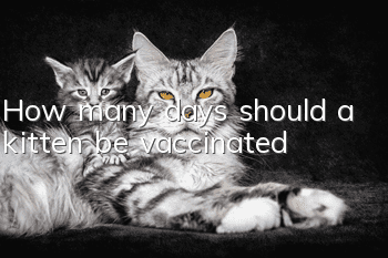 How many days should a kitten be vaccinated?
