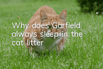 Why does Garfield always sleep in the cat litter?
