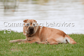 Common dog behaviors (15)