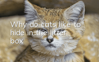 Why do cats like to hide in the litter box?