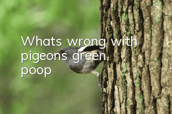 What's wrong with pigeons' green poop?