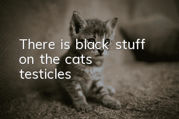 There is black stuff on the cat’s testicles