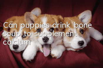 Can puppies drink bone soup to supplement calcium?