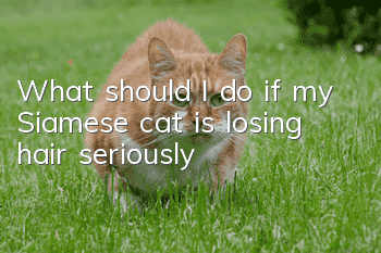 What should I do if my Siamese cat is losing hair seriously?