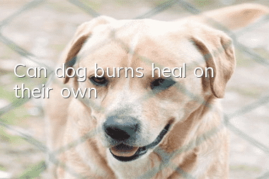 Can dog burns heal on their own?