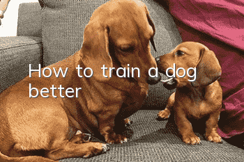 How to train a dog better