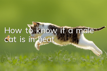 How to know if a male cat is in heat